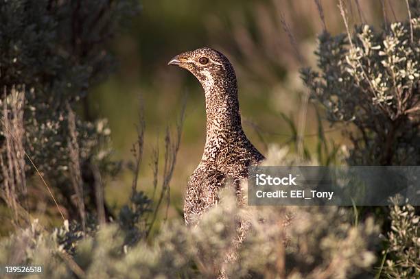 Tetraone - Fotografie stock e altre immagini di Ala di animale - Ala di animale, Cacciare, Composizione orizzontale