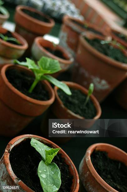 Foto de Mudas e mais fotos de stock de Botânica - Assunto - Botânica - Assunto, Botão - Estágio de flora, Cerâmica - Artesanato