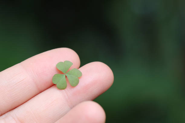 istock small plant clover in hand close up with green background 1395266177