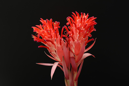 Pineapple-colored flowers, red flowers on a dark black background.