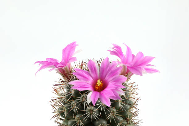 istock Pink cactus flowers on a white background. close-up have copy space. 1395266229