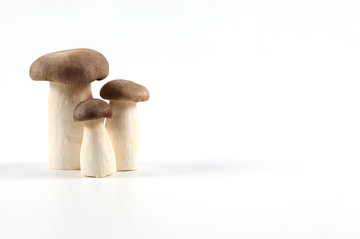 Oringi mushroom or King trumpet mushroom or Royal oyster mushroom or Eringi mushroom, on a white background.