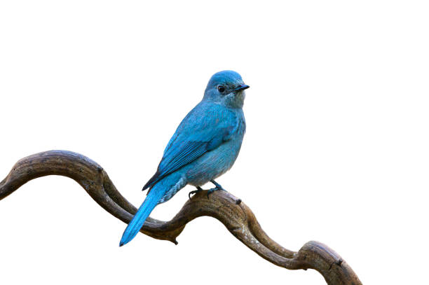 istock Verditer Flycatcher isolated on white background 1395267471
