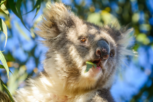 Australian native Koala close up on Raymond Island in the Gippsland Lakes