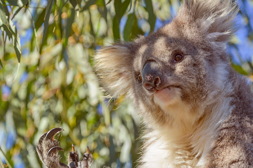 Australian native Koala close up on Raymond Island in the Gippsland Lakes