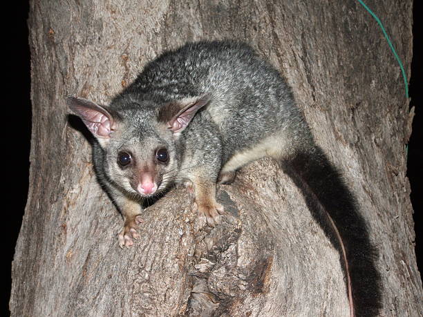 oposum de cola de cepillo en un árbol - opossum australia marsupial tree fotografías e imágenes de stock