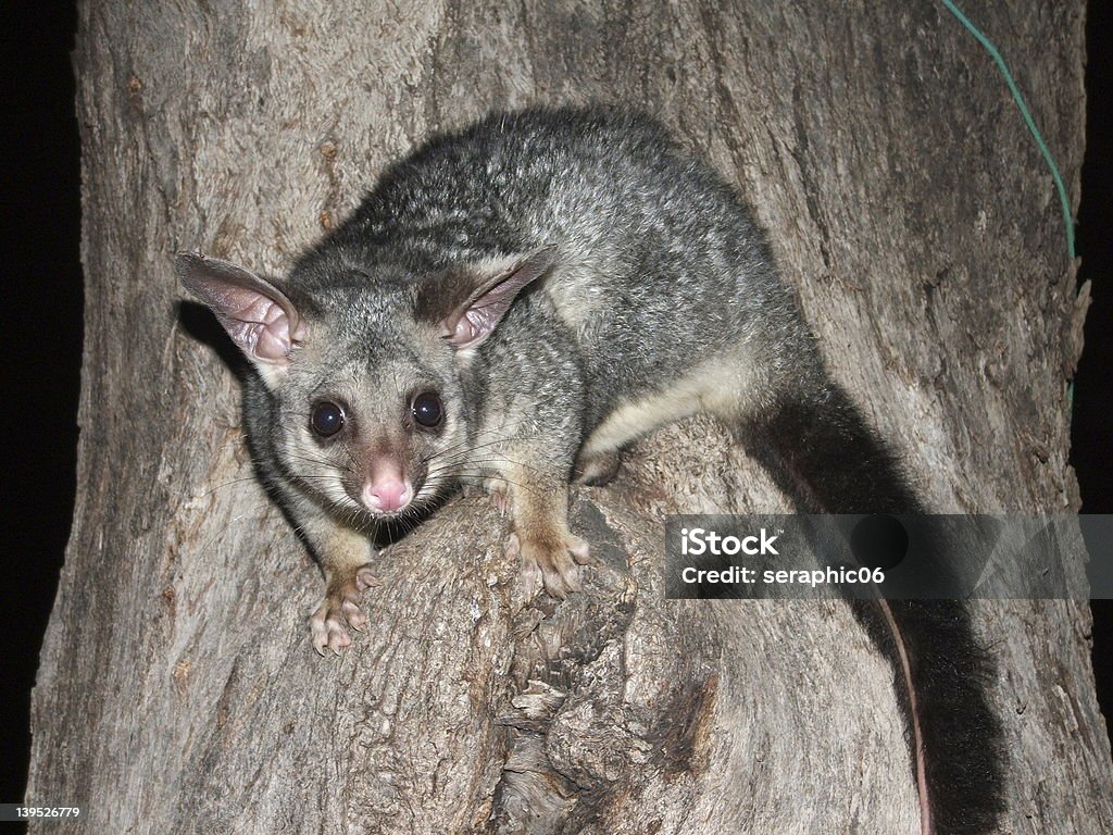 Spazzola-caudato Possum in un albero - Foto stock royalty-free di Opossum