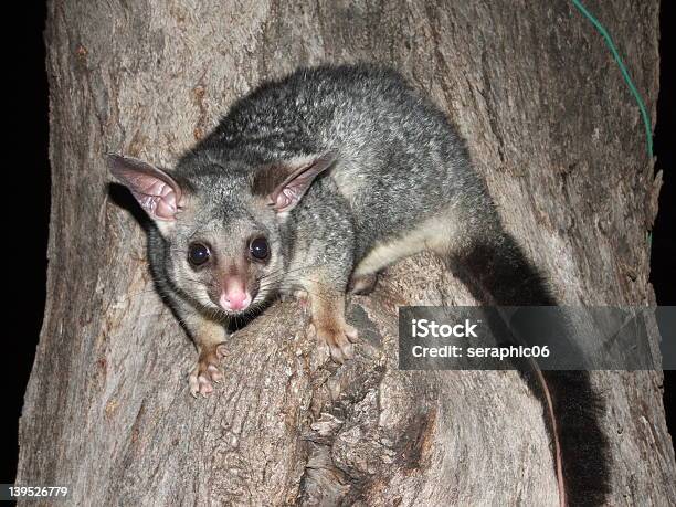 Spazzolacaudato Possum In Un Albero - Fotografie stock e altre immagini di Opossum - Opossum, Opossum australiano, Australia