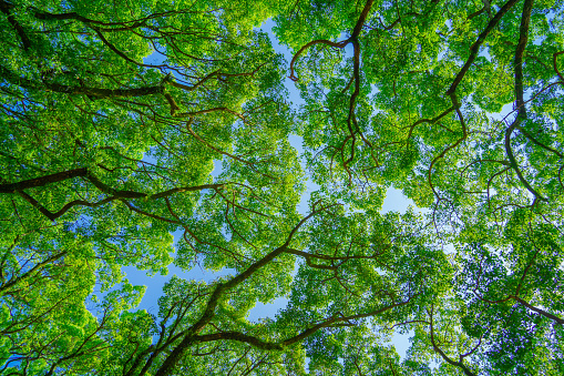 Sunlit leaves