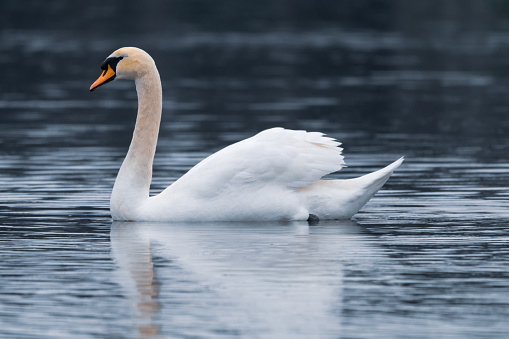 Cygnus olor, commonly known as a Mute Swan, floating on the water.