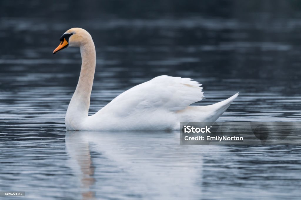Beautiful Mute Swan Cygnus olor, commonly known as a Mute Swan, floating on the water. Mute Swan Stock Photo