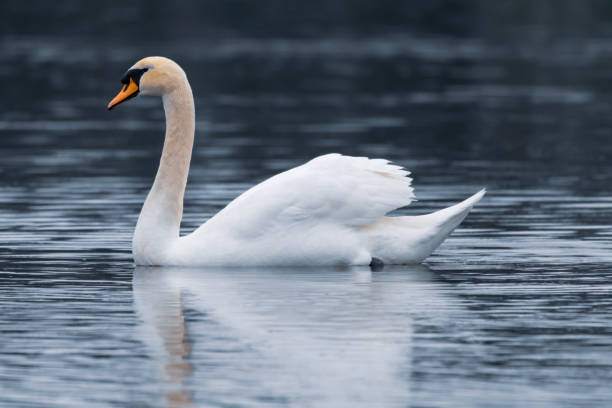Beautiful Mute Swan Cygnus olor, commonly known as a Mute Swan, floating on the water. colwood photos stock pictures, royalty-free photos & images