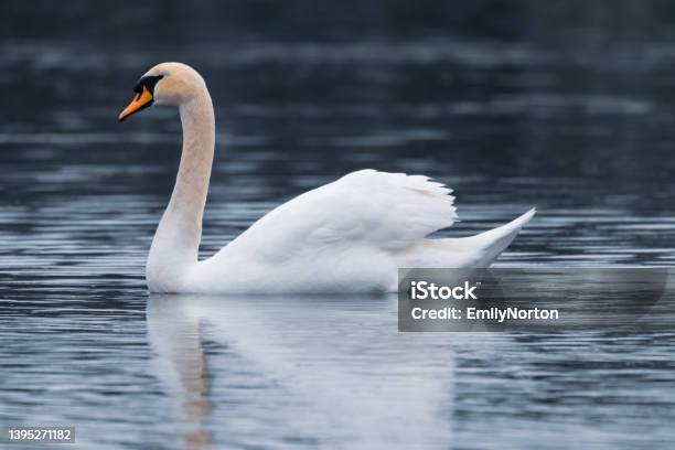 Beautiful Mute Swan Stock Photo - Download Image Now - Mute Swan, Swan, Animal