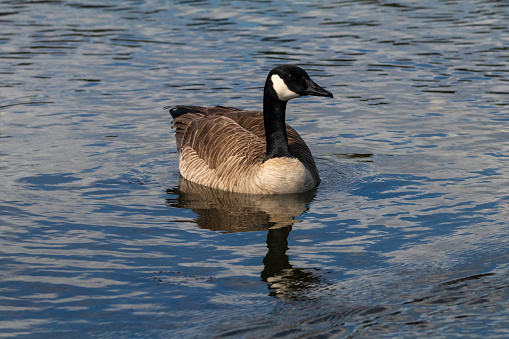 Branta canadensis, commonly known as a Canada Goose, along the shoreline of the Esquimalt Lagoon.