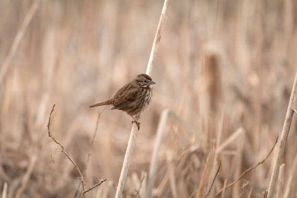 istock Little Sparrow In A Rural Field 1395271194