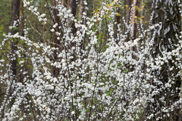 istock Spring flowering blackthorn bush in forest 1395272126