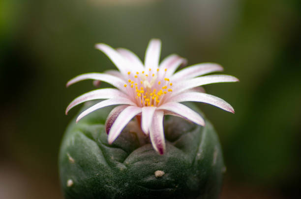 Lophophora Williamsii Flower Peyote Cactus Flower Macro peyote cactus stock pictures, royalty-free photos & images