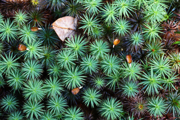 musgo gigante - peat moss fotos - fotografias e filmes do acervo