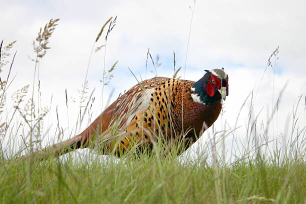 Pheasant stock photo