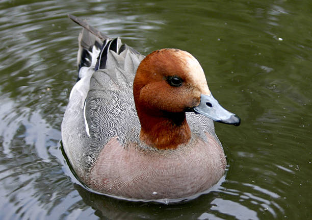 Duck stock photo