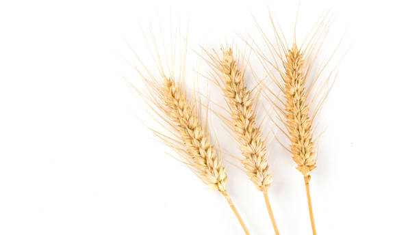 istock ripe wheat ears isolated on white background. 1395274277