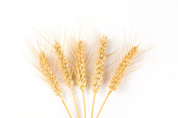 istock ripe wheat ears isolated on white background. 1395274295