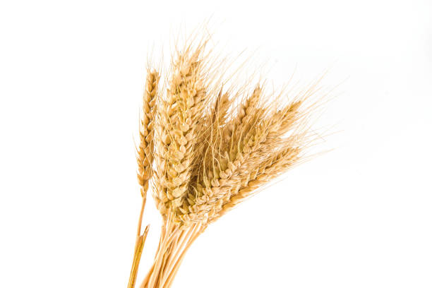 istock ripe wheat ears isolated on white background. 1395274296