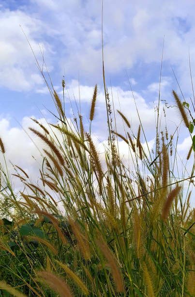 istock Roadside grass in the evening. Beautiful scenery. 1395275320