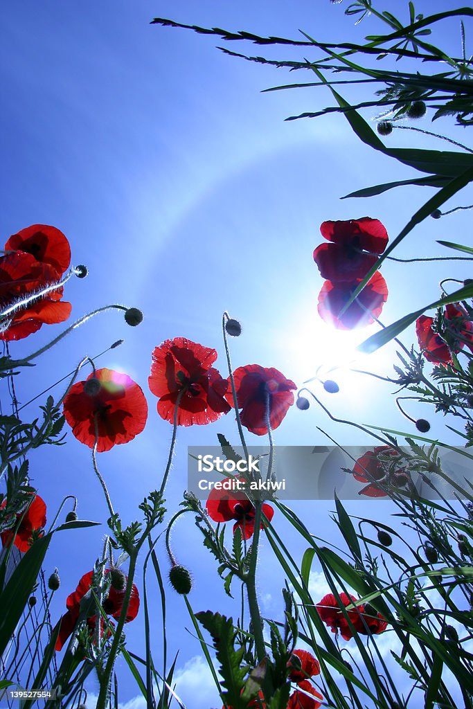 Fleur de pavot et ciel - Photo de Bleu libre de droits