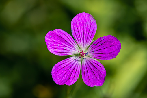 flowers captured in Bohinj valley Slovenia