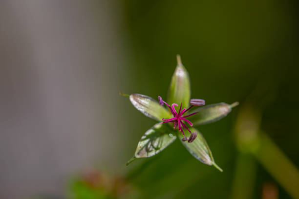 flowers captured in Bohinj valley Slovenia