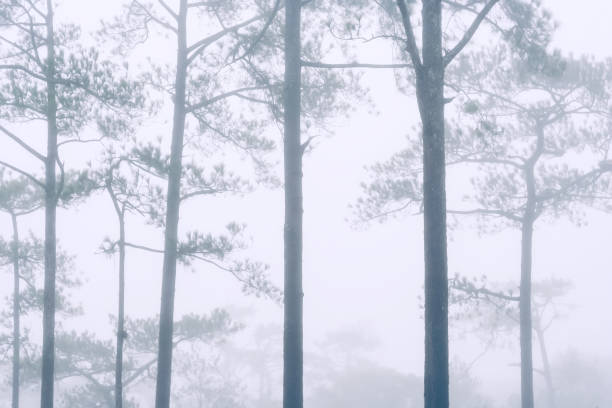 Pine forest in the fog - The scenery on Phu Kradueng mountain has fog and rain at the end of the rainy season and the beginning of winter.