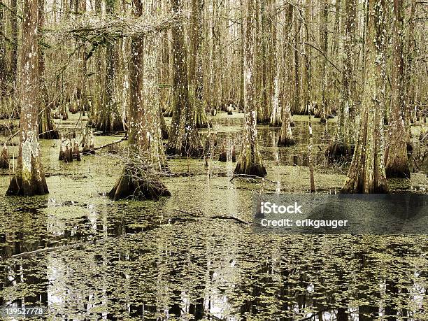 Sur De Pantano Foto de stock y más banco de imágenes de Pantano - Zona húmeda - Pantano - Zona húmeda, Aligátor, Luisiana