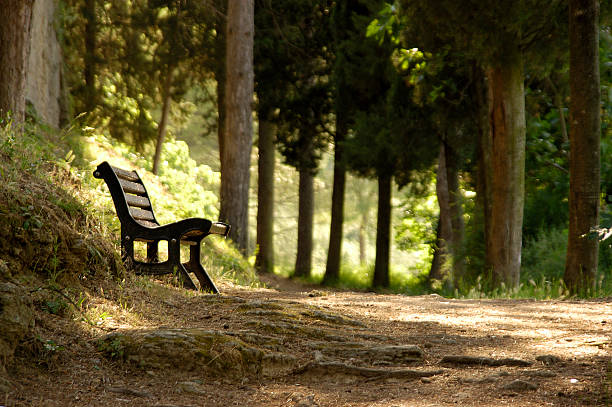 Resting spot on a forest walk