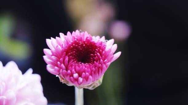 istock Dahlia flower start to bloom 1395280664