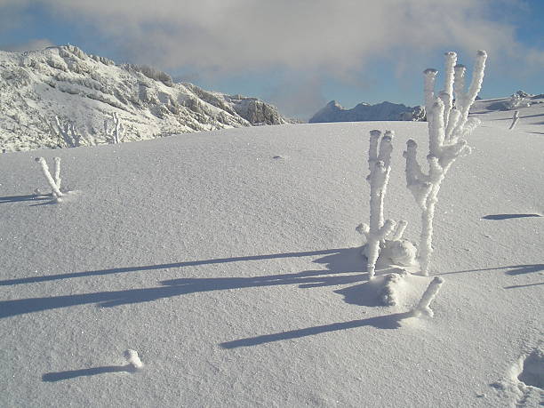 beautiful winter landscape stock photo