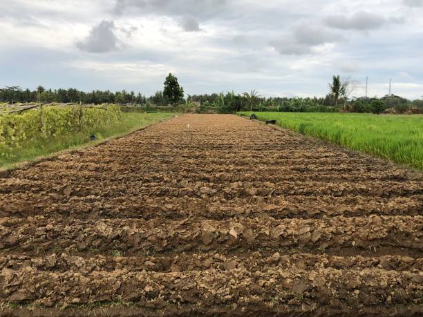 istock a plot of land ready to be planted 1395281036