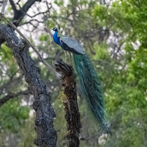istock An indian peafowl in the forest in India 1395281800