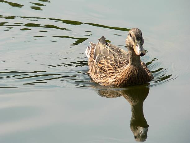 Duck Swimming stock photo
