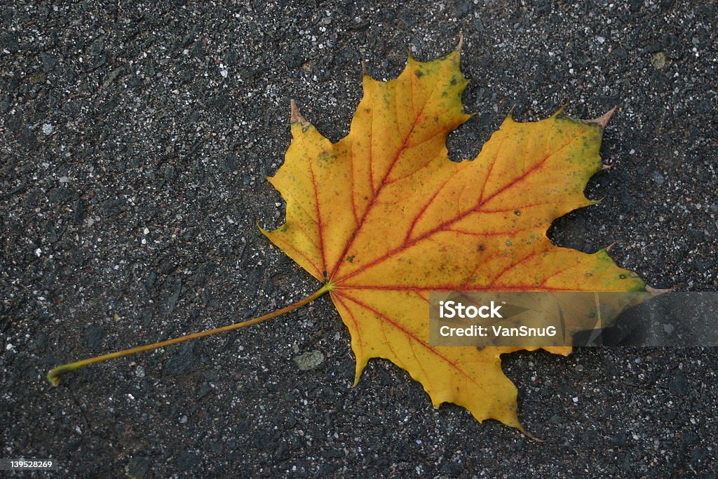 Outono no asfalto. - Foto de stock de Amarelo royalty-free