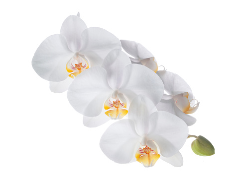 Dendrobium orchid. Woman taking care of home plats. Close-up of female hands holding flowers. Interior decor