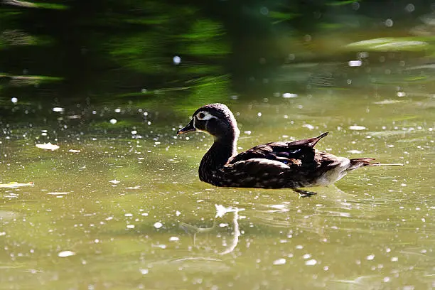 Wood duck swimming