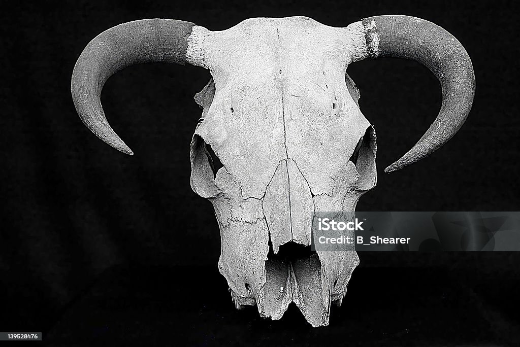 Cow skull - Стоковые фото Домашний скот роялти-фри