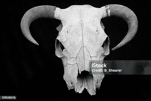 Cow Skull — стоковые фотографии и другие картинки Домашний скот - Домашний скот, Корова, Фотографирование