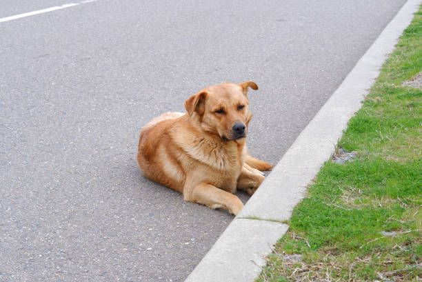 A stray dog resting in the heat, is lying down on the street