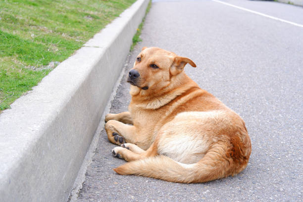 istock A stray dog resting in the heat 1395284887