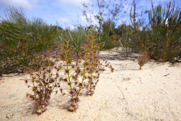 istock Sundew Drosera stolonifera, Western Australia 1395285614