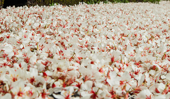 close-up of tung flowers