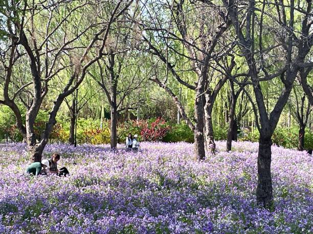 April 16, 2022; Beijing, China; Fields of flowers in Beijing Chaoyang public park, springtime.