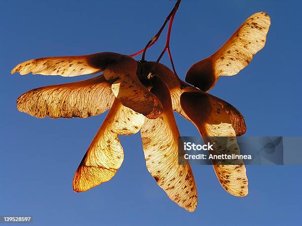 Semillas De Arce Foto de stock y más banco de imágenes de Aire libre - Aire libre, Arce, Azul